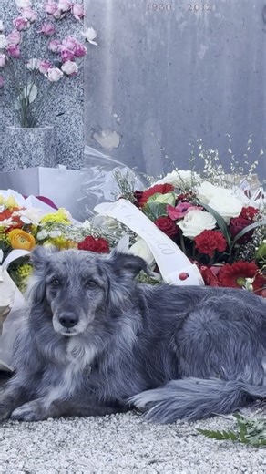 Après les obsèques de Brigitte Bardot, le cimetière marin de Saint-Tropez est devenu un lieu de recueillement. Des anonymes sont venus se recueillir devant sa tombe, tandis que de nombreux hommages y ont été déposés. Un chien, symbole de l’amour profond de l’icône pour les animaux, était également présent parmi les fleurs et messages laissés en sa mémoire.. #brigittebardot #SaintTropez #CimetiereMarin #BB | Voici