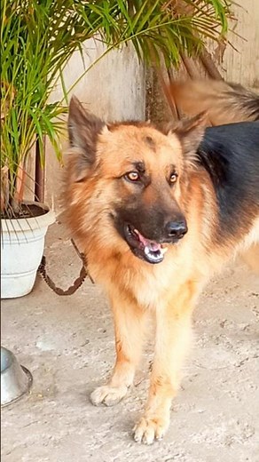 Big german shepherd dog barking sound dog barking video #germanshepherd #dogsound #puppy #trending