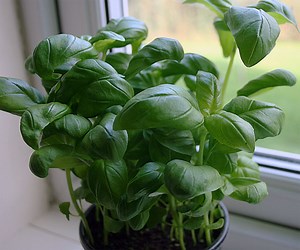 ● 九層塔 - Basil