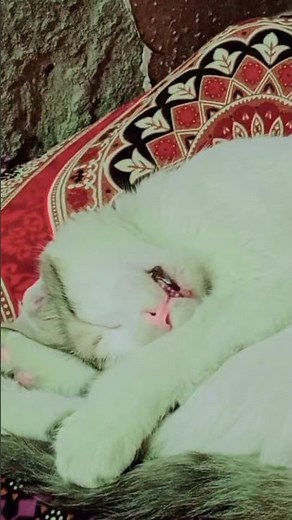 react tutorial 2026 react in one project learn programming