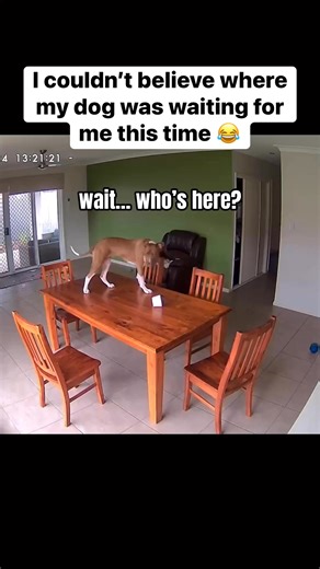 38K views · 865 reactions | Found my dog sitting on the TABLE waiting for me  #ThrowbackThursday #rescuedog #funnydog #doglover #fblifestyle | Amos Pearce | Facebook