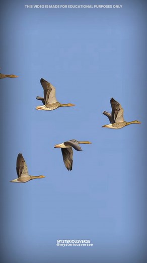 Why Birds Fly in a V-Shape? 🕊️ | MysteriousVerse