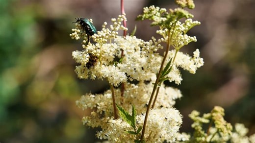 Rose Beetle, Beetle, Insect. Free Stock Video