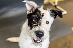 Programs — Purebred Rescue Organization of Ohio