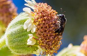 49 endangered Hawaiian species to gain habitat protections | Maui Now