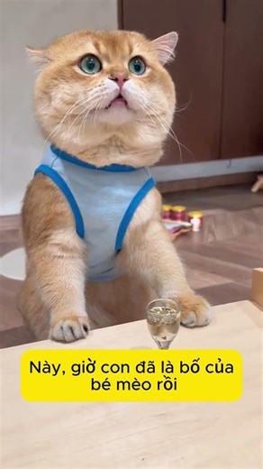 Khi mèo béo trở thành bố sẽ như thế nào #cat #dongvat #pets #trending #viral #cute
