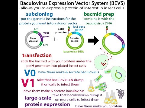 Baculovirus Expression Vector Systems (getting insect cells to make protein for us)