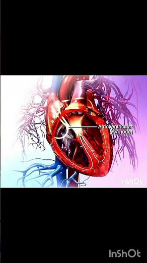 Heart conducting pathway