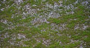 Angers - Lille reporté ? La LFP a tranché