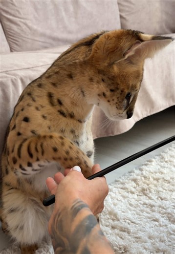 Khan the Serval — Cute Serval Cat Moments