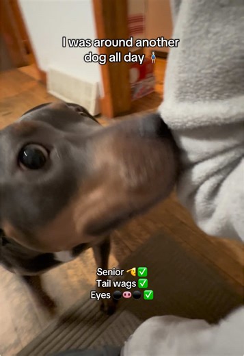 ASMR Dog Sniffs Compilation: Relax with Cute Sounds