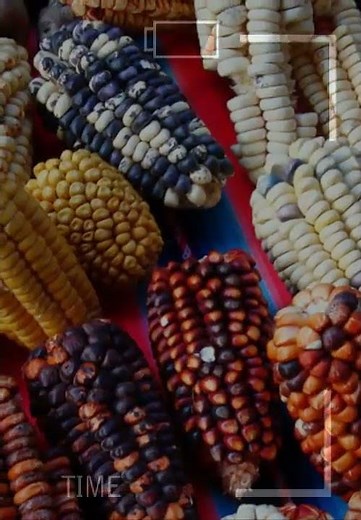 🏆 WHAT IS MAYAN AGRICULTURE ✅ MAYAN AGRICULTURE / PROFITABLE AGRICULTURE