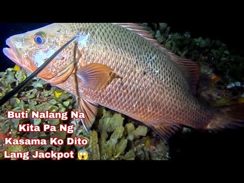 Ep 700 dive1Nakita rin Ng Kasama ko ang malaking mangagat Jackpot 😱😱 night spearfishing Philippines 