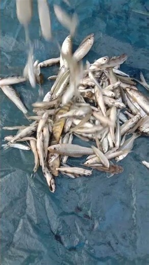 Village Fish Market in Bangladesh #fish #fishing #shorts