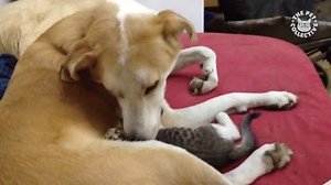 What a loved kitten: | The Pet Collective