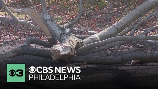Man killed after tree falls onto car in Delaware County, Pennsylvania, sources say
