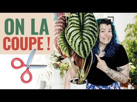 ✂️ 🪴 Layering (cuttings) of my Alocasia. 🕦 With results! 👩‍🌾