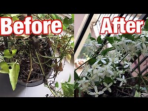 How to prune a plant | Plant pruning tips | How to save a dying plant | Bridal bouquet creeper