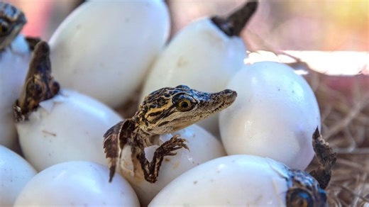 Forget ‘drop bears’, meet Australia’s now-extinct ‘drop crocs’ ‘Drop crocs’: Tree-dwelling crocodiles once lived in Australia