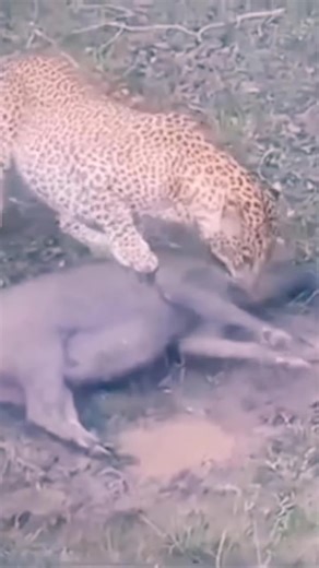 2K views | Leopard surprise attack on sleeping warthog 沈 _ _ _ _ _ _ _ _ _ #leopard #warthog #leopardvswarthog #leopardattack #wildanimalsafari #wildanimals #wildlifephotos #wildlifeprotection #naturephotography #nature #netgeo #net #netgeowildlife #discovery #discoverearth #wildlife_inspired #wildlifeplanet #wildlifeconservation #nationalgeographic | Luiz Garage | Facebook