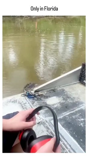 viralsnap_hub on Instagram: "The video showcases two close alligator encounters in Florida: a man on a boat urging an alligator back into the water and a family watching one approach their glass door, with a dog inside, capturing the state's unpredictable wildlife. Shared by @AMAZlNGNATURE , an account focused on animal discoveries, the post has attracted 34,000 views and replies referencing heroic rescues, like a 74-year-old man saving his puppy from an alligator's jaws in 2020. Florida's popul