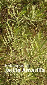 La jarilla amarilla ayuda a tu higado en diferentes problemas | Ehya Herbolaria