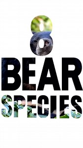 IBA’s mission is to advance scientific understanding and global conservation of the world’s 8 bear species. 🐻 What are the 8 species of bears? Asiatic black bear (Ursus thibetanus) - Found in Eastern Asia - Sometimes called “Moon bear” due to crescent shaped patch on its chest Giant panda (Ailuropoda melanoleuca) - Inhabits South-Central China - Diet almost only consists of bamboo Sloth bear (Melursus ursinus) - Located in South Asia - Nocturnal Sun bear (Helarctos malayanus) - Located in SE As