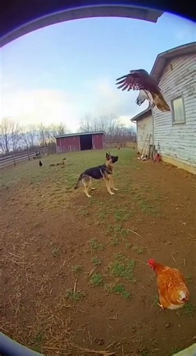 Farm Dog Scares Off Hawk Trying to Snatch a Chicken 🐕🦅#doghero #dogsave #herodog #pawsandgiggles