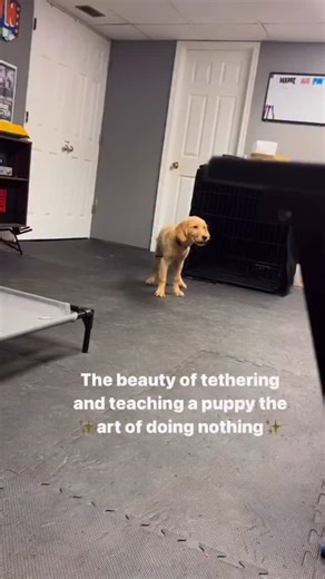 A lot of dogs struggle with doing nothing. They think they always need to be moving, and that also extends to the human holding the leash. We often believe that we need constantly keep our puppies and dog’s stimulated throughout the entirety of the day. Sometimes the best thing you can teach them is how to shut their brain off and relax. We use place and crate training for this, but many dogs never learn the in between. Tethering teaches calm without a command. It teaches them to work through fr