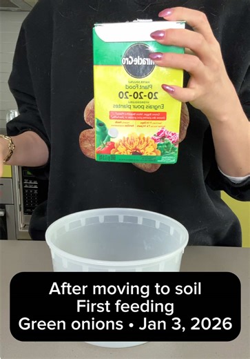 First feeding after moving to soil. #plantgrowth #plantdiary #indoorplants #greenonions #slowcontent