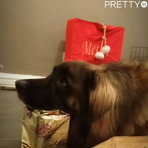 460K views · 6.8K reactions | This dog helping to wrap Christmas presents is just another reason why I need a dog!  | Tyla | Facebook