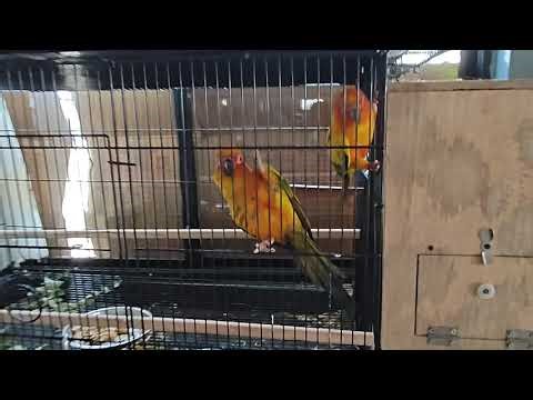 “My Beautiful Bird Setup 🏡🦜 | Sun Conure, Sun Chick & Cockatiel Home Tour”