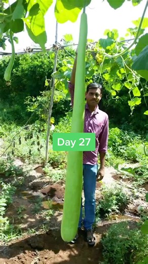 Growing Man Size Gourds: Day 27 Update