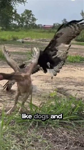 Rolling Chicken Cages Explained 🐔