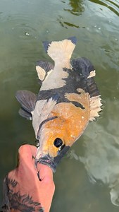 6.9K views · 1K reactions | I’ve seen plenty of sootys in my time...