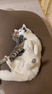 6.5K views · 428 reactions | Peace love & Sleep | Sleepy Cats | Facebook