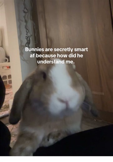 Understanding the Intelligence of Pet Bunnies
