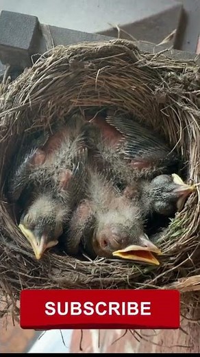 Baby Robins from Eggs to First Flight