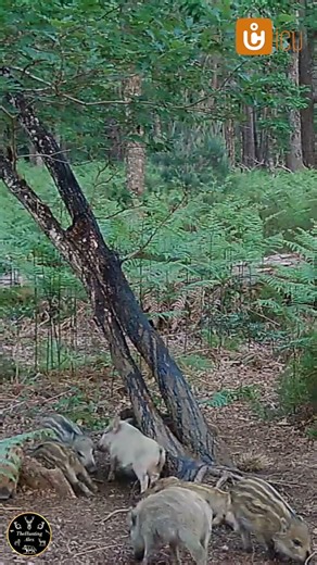 🤯 UNBELIEVABLE! White Wild Boar Sighted in the Forest