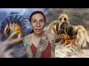 INTENSE Centipede Feeding & Rose Hair Tarantula ATTACK! - Feeding My Pet Invertebrates