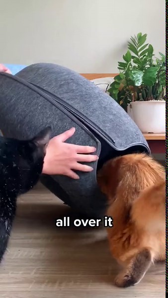 Cattasaurus Peekaboo Cat Cave Tunnel Bed for Cats up to 30 lbs (Light Gray, Large)