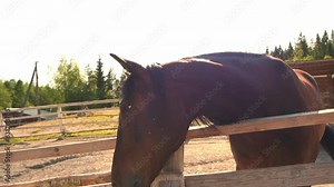 Racecourse concept. Modern animal livestock. Brown horse stallions in stall relaxing in training corral, farm countryside background. Horse in paddock corral outdoor. Horse in natural eco farm