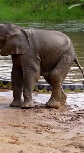 Mom Protects Baby from Wild Python