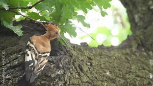 Hoopoe bird delivers fleshy insect into tree hole nest to feed offspring