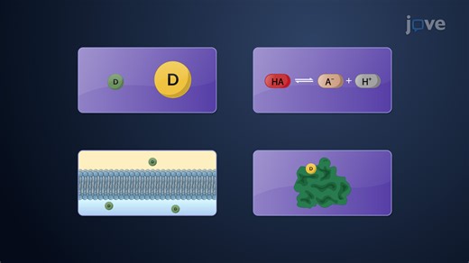 Video: Factors Affecting Drug Distribution: Tissue Permeability