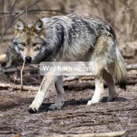 I’m a polytherian! :D #Wolf #Therian #Greywolf #Viral #Fyp | wolf