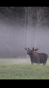 60K views · 952 reactions | Big Moose #swedishnature #Forest #wildlifephotography | Scandinavian Nature & Wildlife By Ying | Facebook