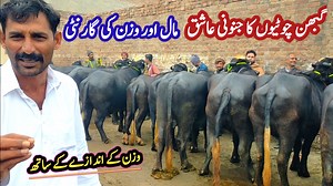 58K views · 2.9K reactions | HOW TO START NILI RAVI BUFFALO FARMING || TOP QUALITY GABBAN JOTIYAN || BEST DAIRY FARMING IN PUNJAB | Farming Business TV | Facebook