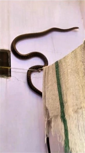 🐍 Giant Rat Snake Found in Indian Bathroom 😱 | Village Snake Rescue #shorts