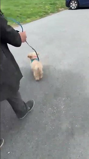 Meet Bella a Terrier, Yorkshire currently available for adoption! 4/30/2025 5:00:41 PM